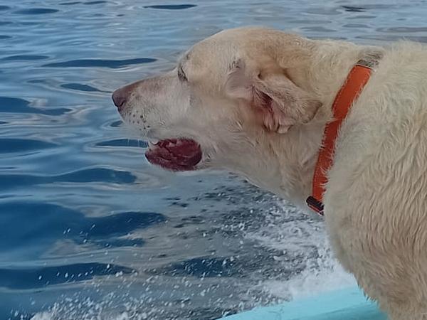 A Message from Blue’s Corner